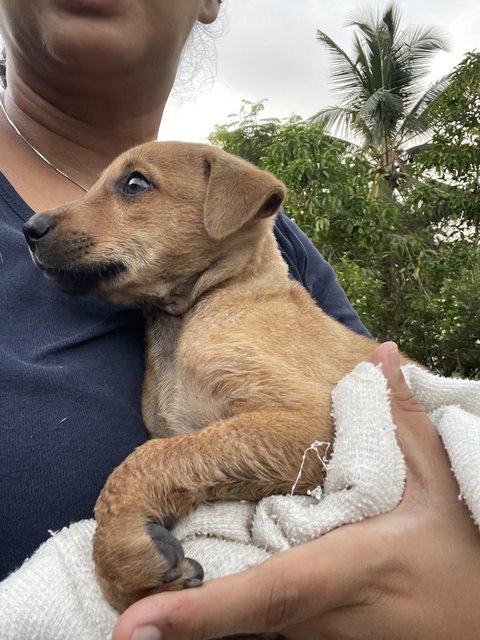 Lil' Stray Named Lucky - Mixed Breed Dog