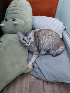 Cookies - Domestic Short Hair + Bobtail Cat