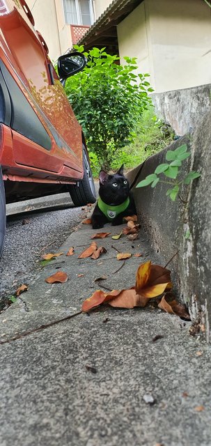 Ah Boy - Domestic Short Hair Cat