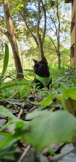 Ah Boy - Domestic Short Hair Cat