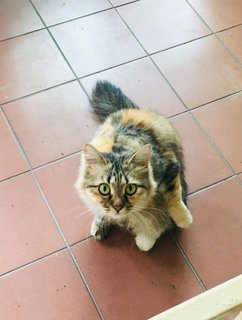 Chaa - Calico + Domestic Long Hair Cat