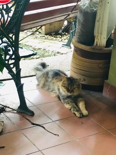 Chaa - Calico + Domestic Long Hair Cat