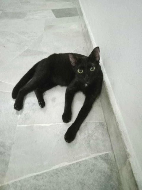 Black Boy I - Domestic Short Hair Cat