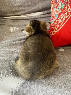 Apollo - British Shorthair Cat