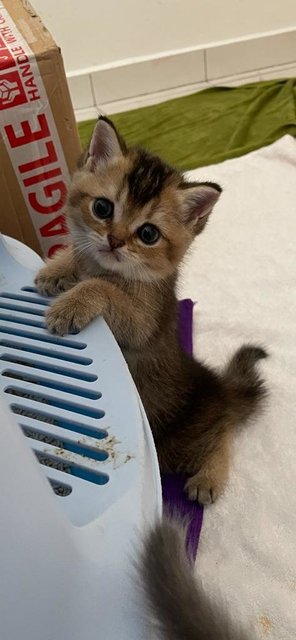 Apollo - British Shorthair Cat