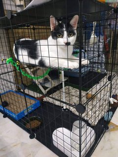 Fei - Domestic Medium Hair Cat