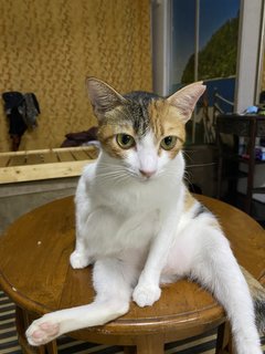 Calico - Domestic Short Hair Cat