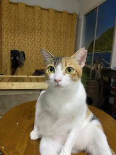 Calico - Domestic Short Hair Cat