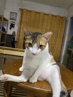 Calico - Domestic Short Hair Cat