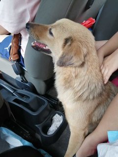 Three Sisters - Mixed Breed Dog