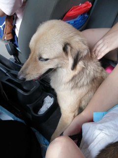 Three Sisters - Mixed Breed Dog