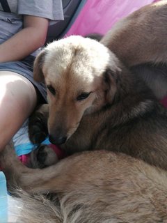 Three Sisters - Mixed Breed Dog