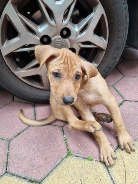 Chuchu &amp; Shyness - Mixed Breed Dog