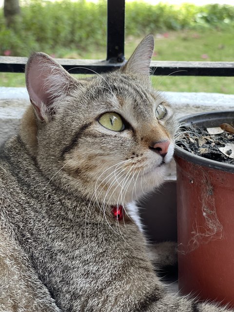 Gray Mama Cat - Domestic Short Hair Cat