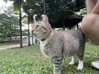 Gray Mama Cat - Domestic Short Hair Cat