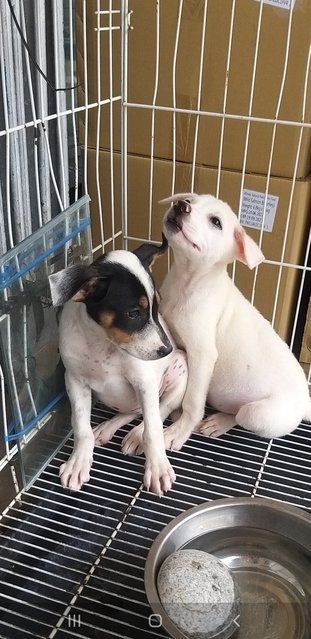 2 Months Puppies  - Mixed Breed Dog