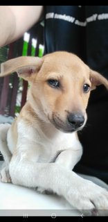 2 Months Puppies  - Mixed Breed Dog