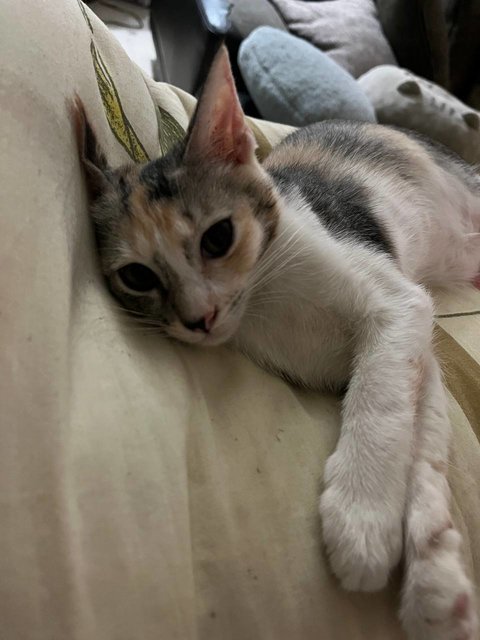 Calico - Domestic Medium Hair Cat