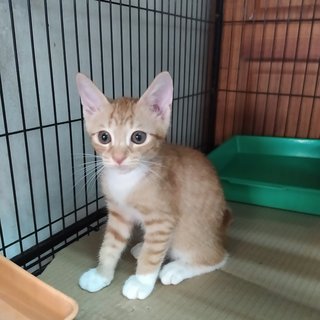 Male, orange tabby 1 - Adopted.