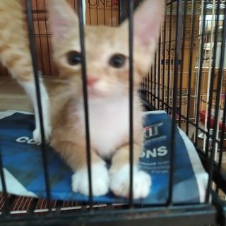 Male,orange tabby 2