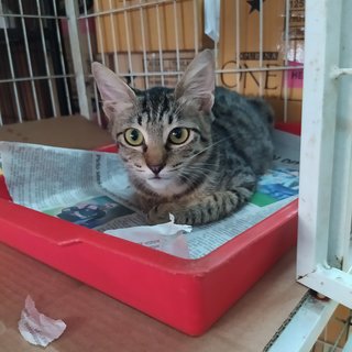 Male, grey tabby