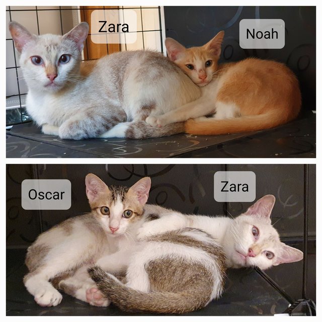 Zara, Noah, Oscar - Domestic Short Hair Cat