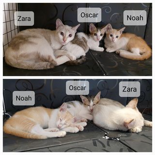 Zara, Noah, Oscar - Domestic Short Hair Cat