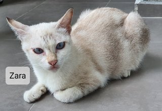 Zara, Noah, Oscar - Domestic Short Hair Cat