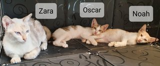 Zara, Noah, Oscar - Domestic Short Hair Cat