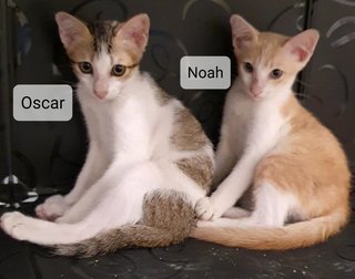 Zara, Noah, Oscar - Domestic Short Hair Cat