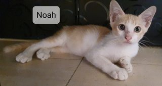 Zara, Noah, Oscar - Domestic Short Hair Cat