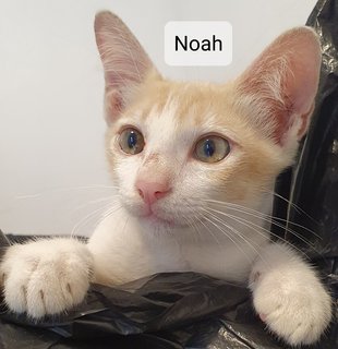 Zara, Noah, Oscar - Domestic Short Hair Cat