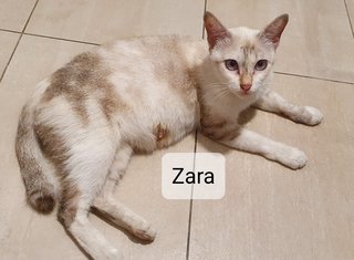 Zara, Noah, Oscar - Domestic Short Hair Cat