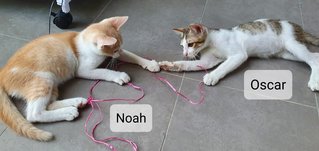 Zara, Noah, Oscar - Domestic Short Hair Cat