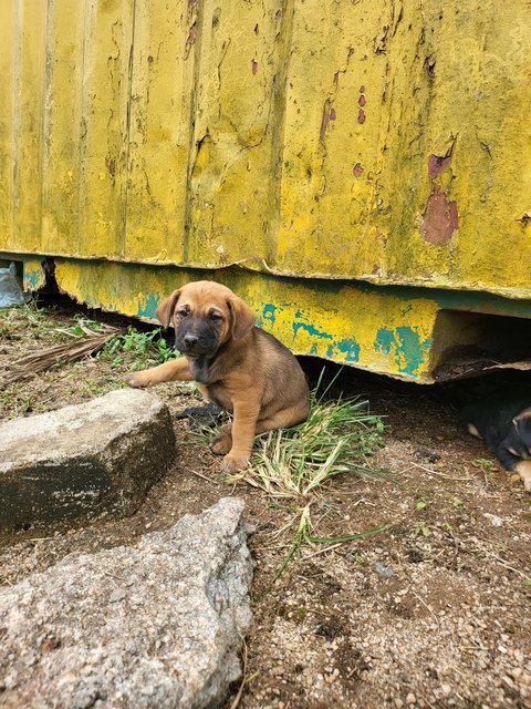 Puppies  - Mixed Breed Dog