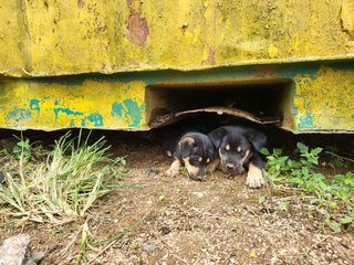 Puppies  - Mixed Breed Dog