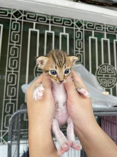 Stray Cats Mummy&amp;kitten - Domestic Short Hair Cat