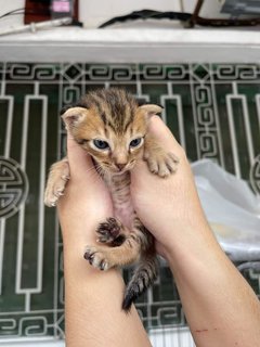 Stray Cats Mummy&amp;kitten - Domestic Short Hair Cat