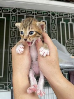 Stray Cats Mummy&amp;kitten - Domestic Short Hair Cat