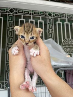 Stray Cats Mummy&amp;kitten - Domestic Short Hair Cat