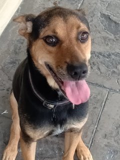 Nico - Mixed Breed Dog