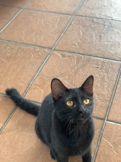 Bobby - Domestic Short Hair Cat