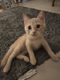 Leo&amp;yuki - Domestic Short Hair Cat