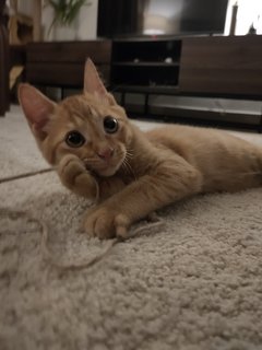 Leo&amp;yuki - Domestic Short Hair Cat