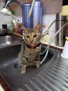 Smokey &amp; Brownie - Domestic Short Hair + Calico Cat