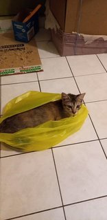 Smokey &amp; Brownie - Domestic Short Hair + Calico Cat