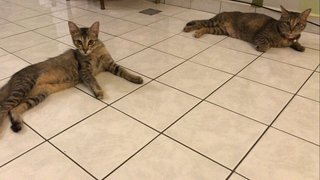 Smokey &amp; Brownie - Domestic Short Hair + Calico Cat