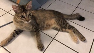 Smokey &amp; Brownie - Domestic Short Hair + Calico Cat