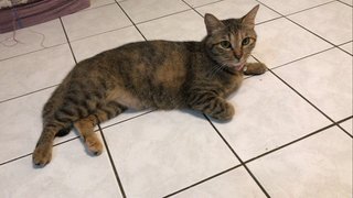 Smokey &amp; Brownie - Domestic Short Hair + Calico Cat