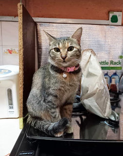 Smokey &amp; Brownie - Domestic Short Hair + Calico Cat